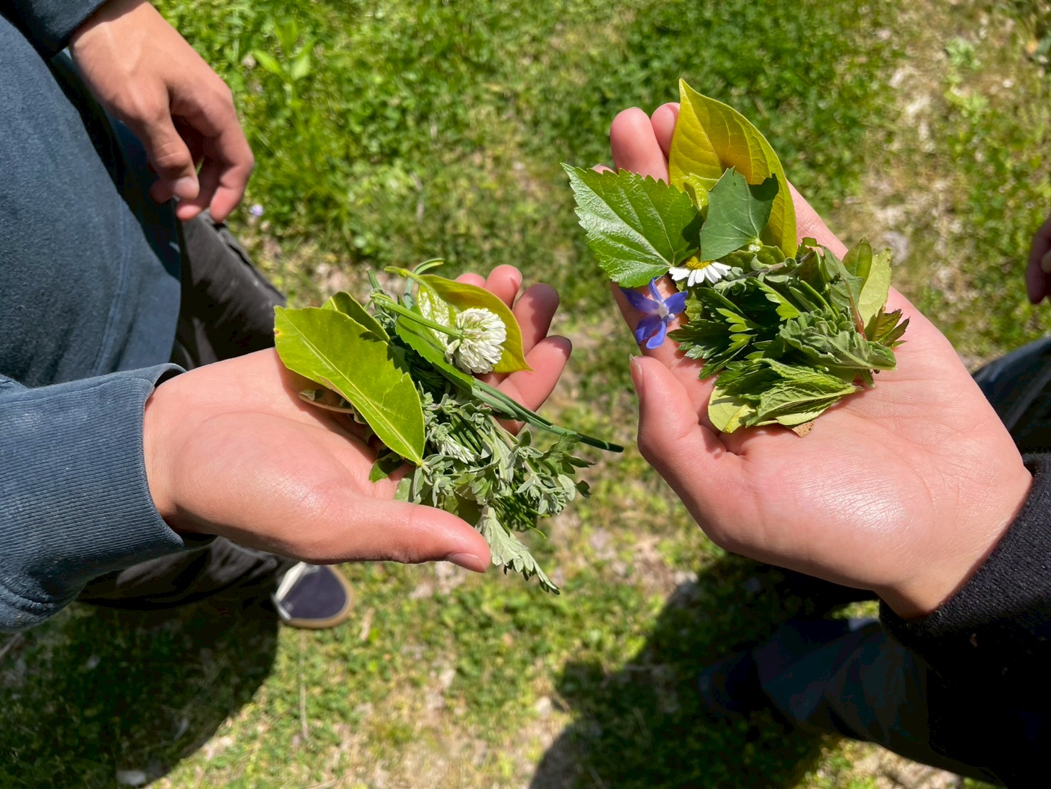 農業体験の日。手のひらの植物から、畑の時間を感じます。