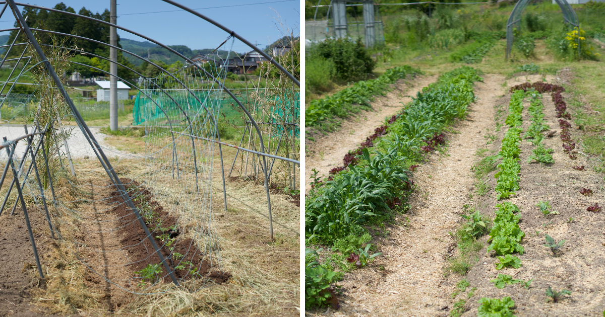 畑に出て、土と植物の状態を見ながら整えていきます。