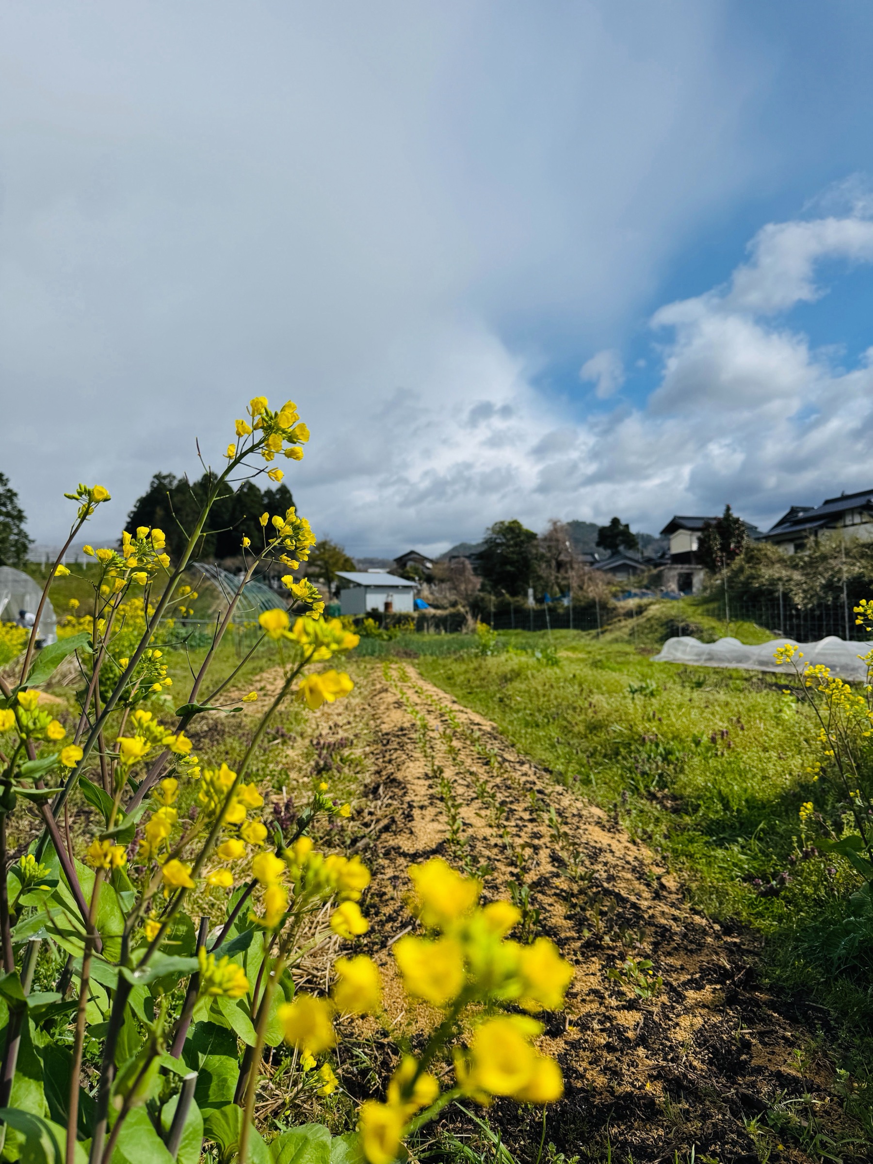春の農園の記録。植物が動き出す季節です。