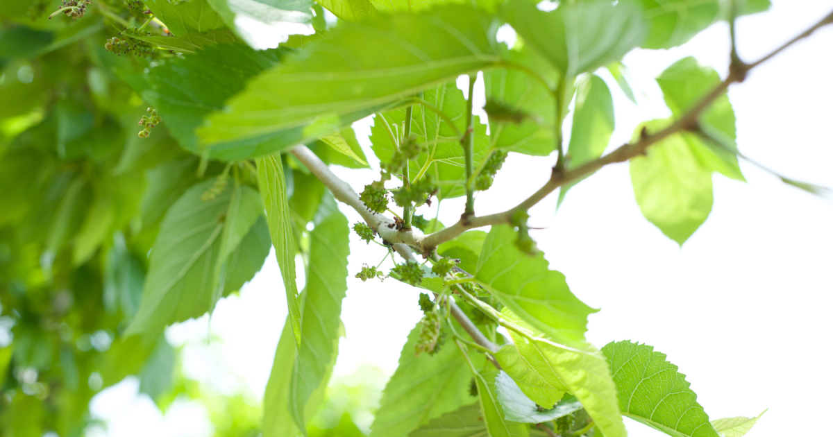 4月-iroca農園だよりの記録写真