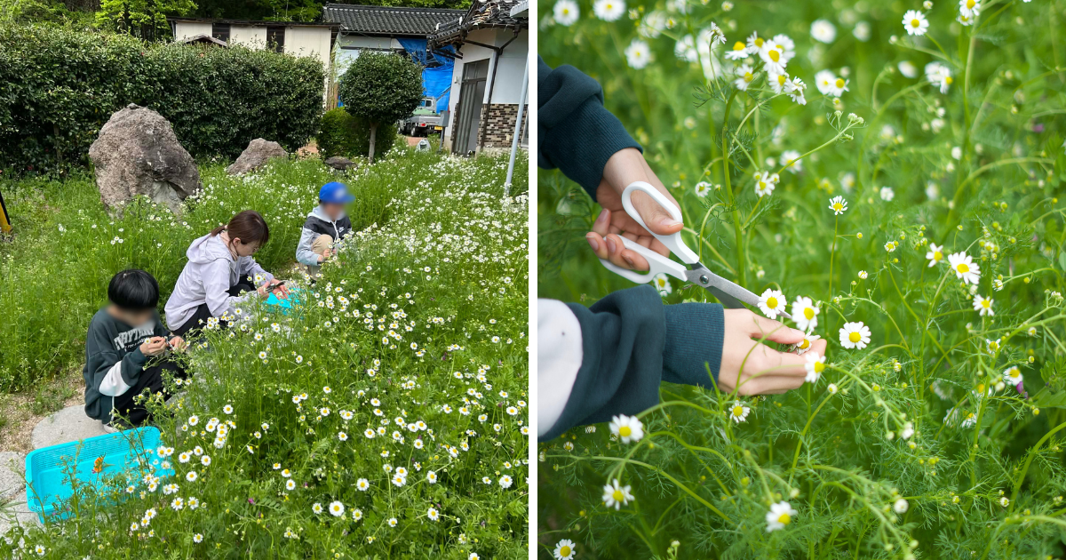 摘んだ花を見ながら、今日のお茶になる植物を選びます。