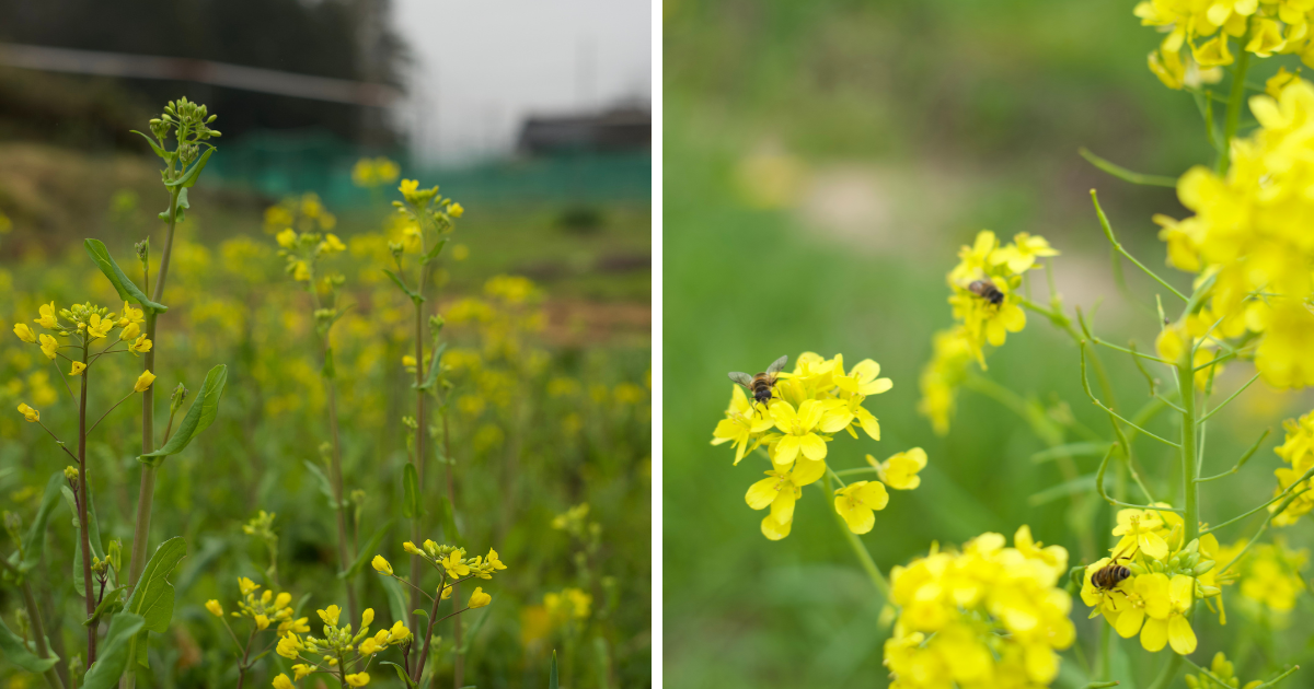 菜の花が咲く四月の農園。季節の色が畑を明るくしてくれます。