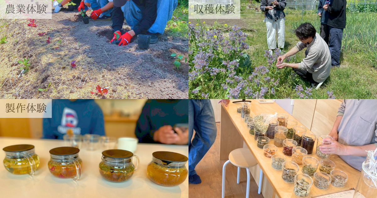畑で育つ植物たち。irocaのものづくりは、この土地の季節とともにあります。