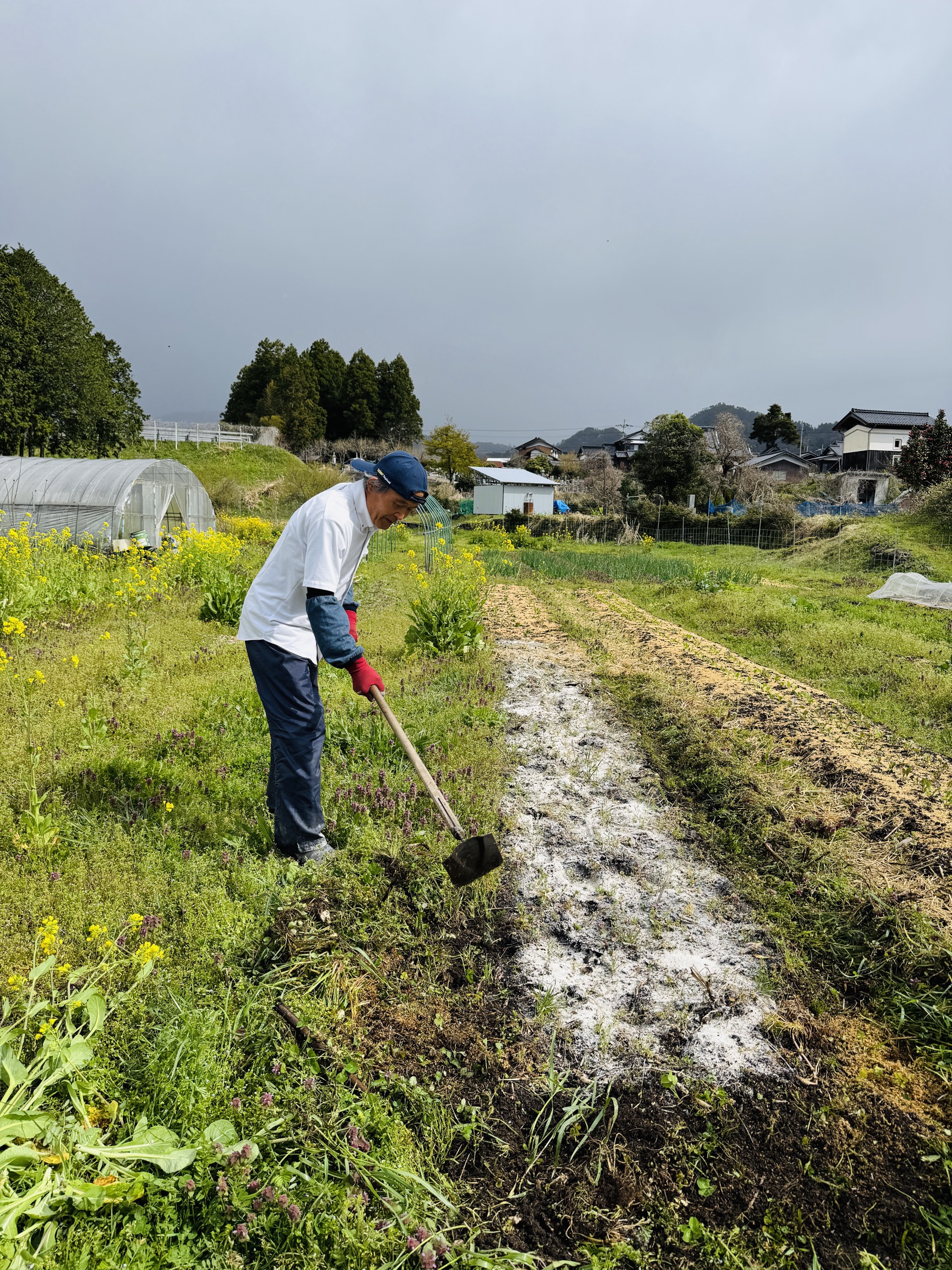 畑に立ち、株の様子を一つひとつ確認していきます。