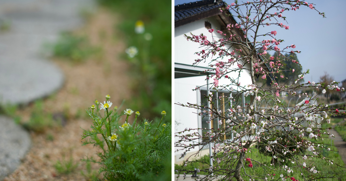 春の畑に咲く花たち。植物の動きに合わせて、農園の仕事も進みます。