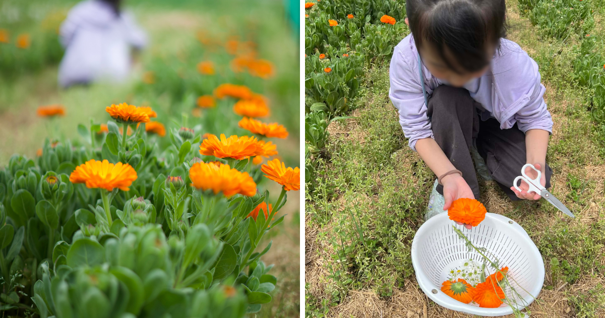 花を摘んで、お茶を飲む。TOIROのみんなとすごした日。の記録写真