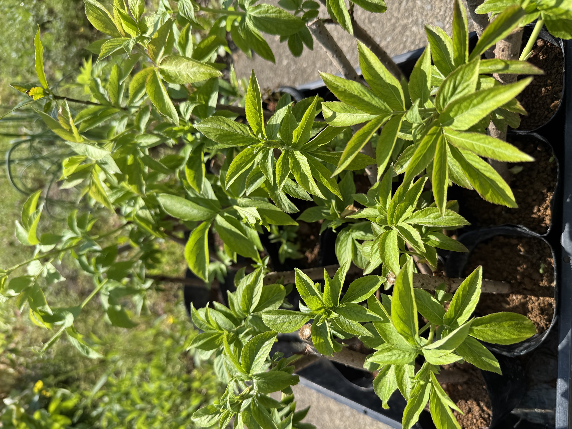 🌿イロカ農園お便り　5月の畑仕事の記録写真