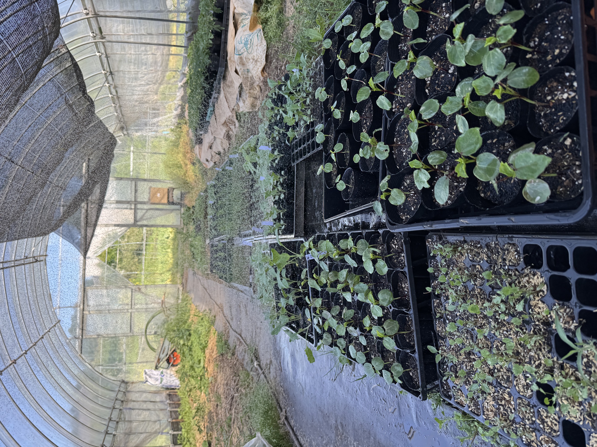 神鍋で育つ植物の苗