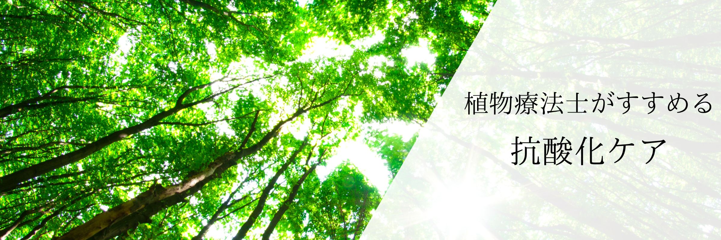 抗酸化作用について伝えるためのイメージ。植物の色と力に目を向けます。