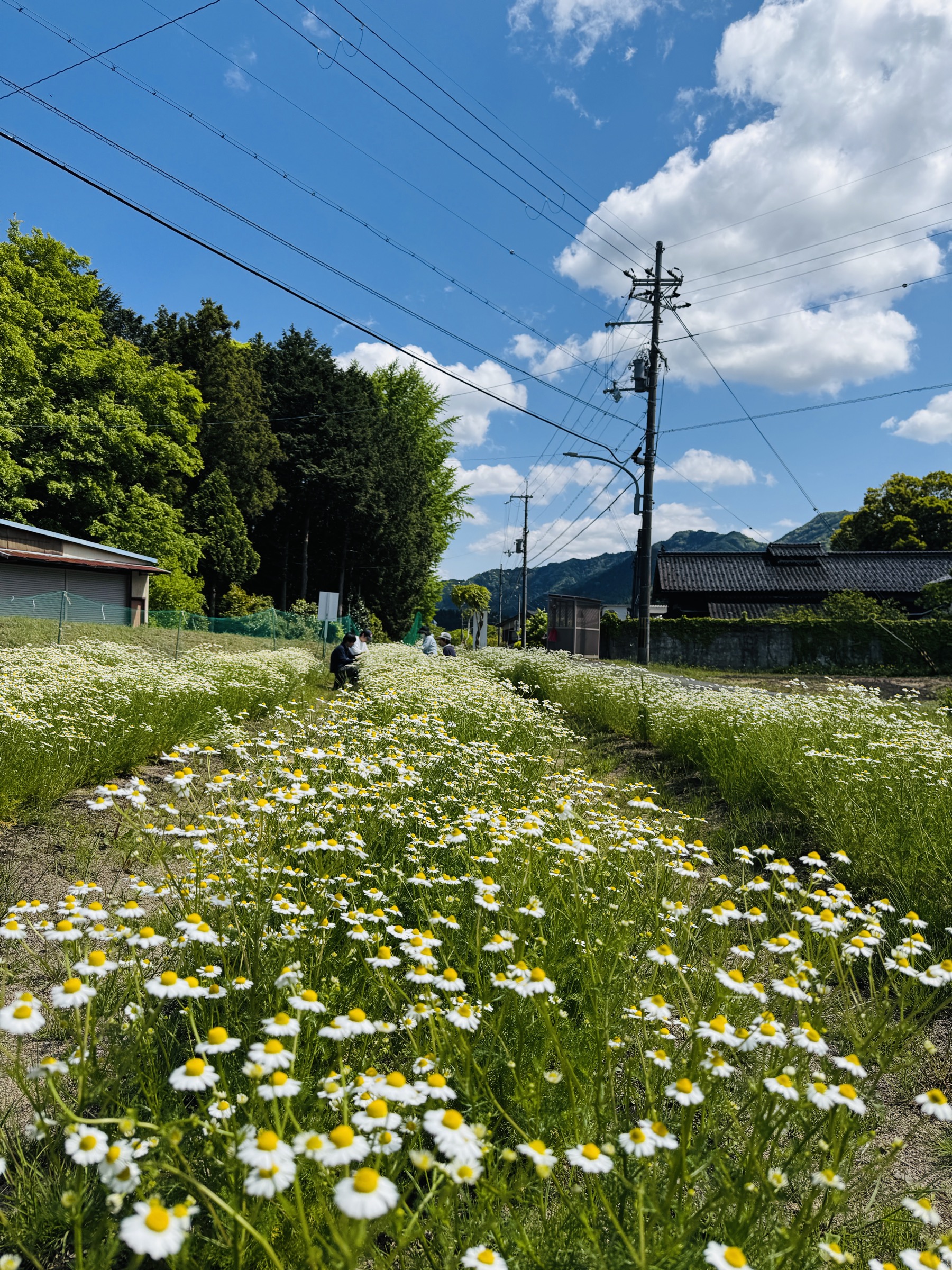 カモミールが咲く農園。香りのある季節の記録です。
